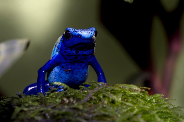 Dardo rana dendrobates tinctorius azureus primer plano sobre musgo