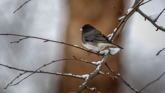 Dark Eyed Junco en una rama