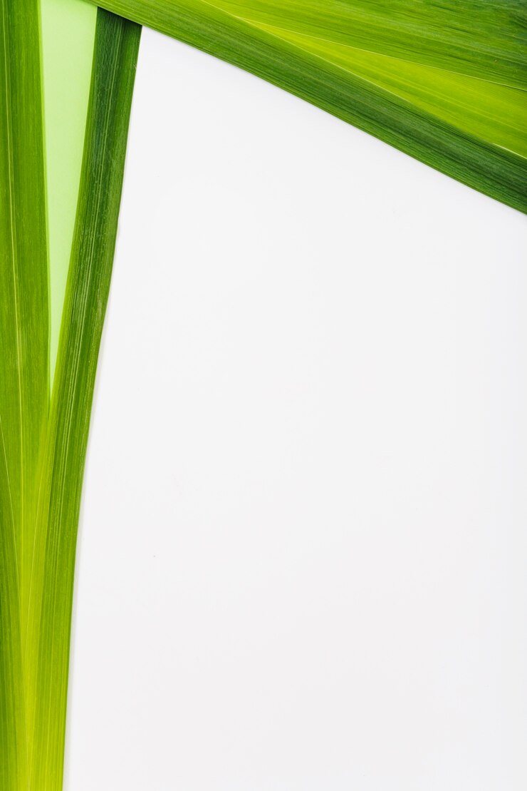 Photo Gratis daun cerah tanaman eksotis