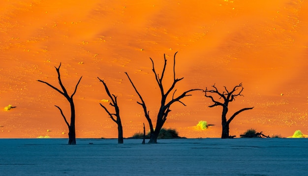 Deadvlei en el parque nacional Namib-Naukluft Sossusvlei en Namibia - Dead Camelthorn Trees contra las dunas de arena de color naranja con cielo azul.