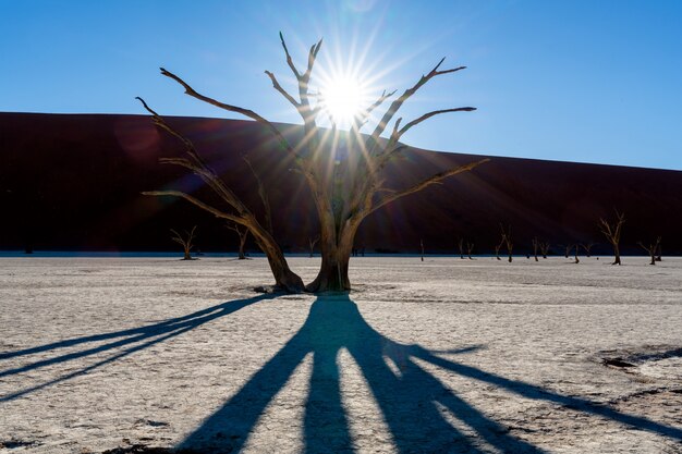 Deadvlei en el parque nacional Namib-Naukluft Sossusvlei en Namibia - Dead Camelthorn Trees contra las dunas de arena de color naranja con cielo azul.