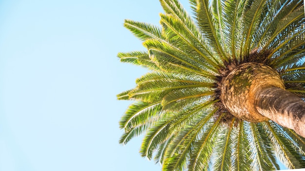 Desde debajo de la corona de palmera tropical