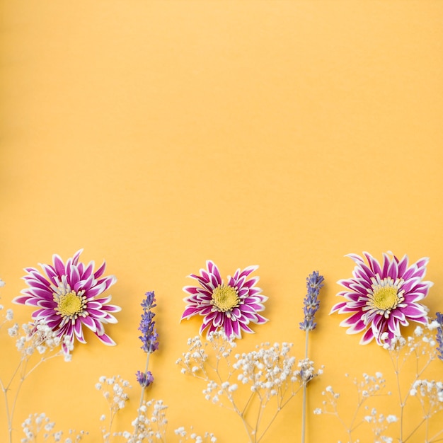 Decoración del aliento del bebé común; flores de crisantemo y lavanda sobre fondo amarillo