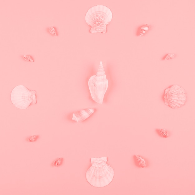 Decoración de conchas marinas sobre fondo rosa