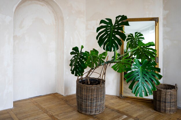 Decoración de la habitación con planta de monstera en maceta.