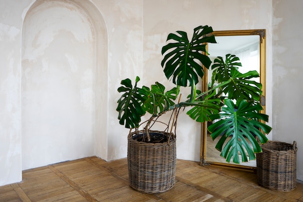 Decoración de la habitación con planta de monstera en maceta.