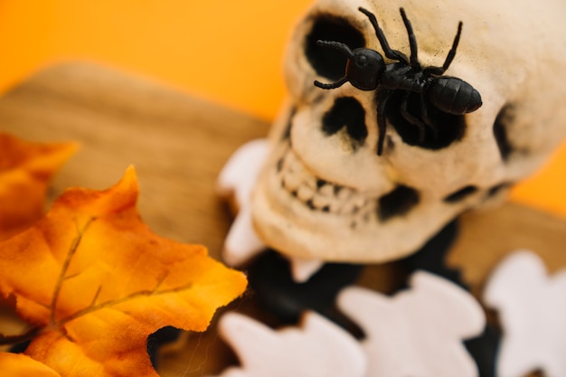 Foto gratuita decoración de halloween con hormiga en cráneo