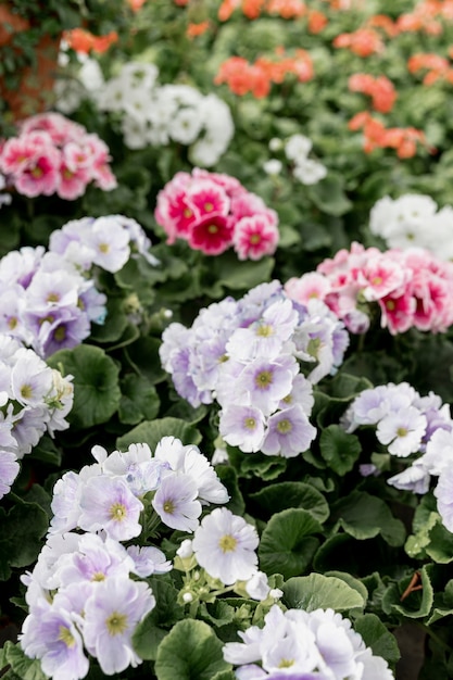 Decoración de hermosas flores de colores.