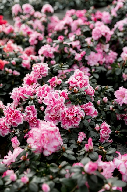 Decoración con hermosas flores rosas