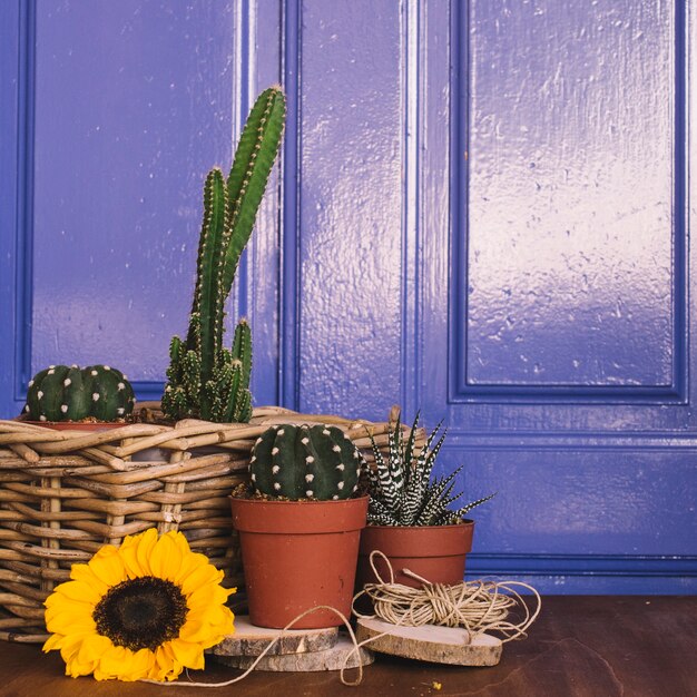 Decoración de jardinería con algunos cactus y girasol