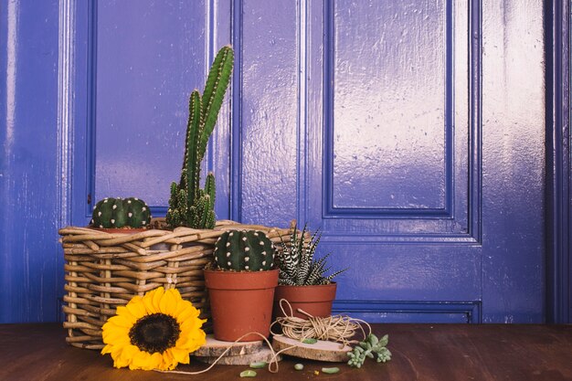 Decoración de jardinería con diferentes cactus y girasol