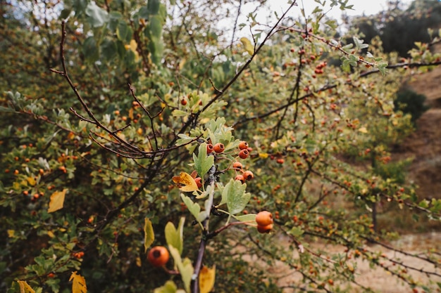 Decoración natural de otoño