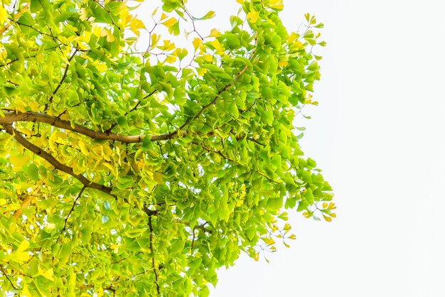 Deja la planta naranja de colores de oro