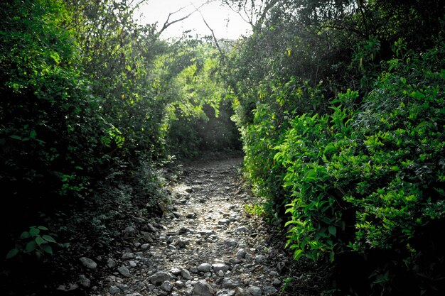 Delante hojas forestales paisaje manera sendero