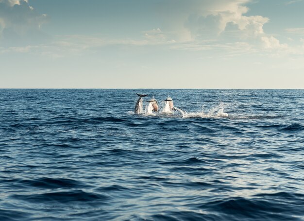 Delfines en el Océano Pacífico