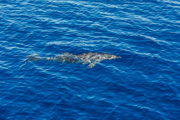 Delfines rayados del Atlántico cerca de la isla Azores. Delfines en las olas del mar