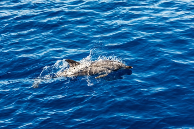 Delfines rayados del Atlántico cerca de la isla Azores. Delfines en las olas del mar