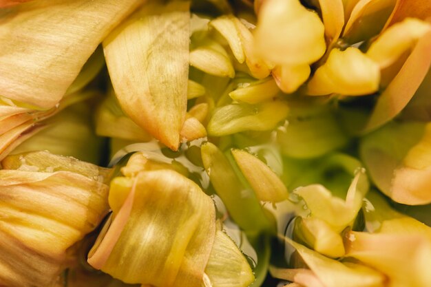 Delicada flor amarilla en primer plano extremo del agua