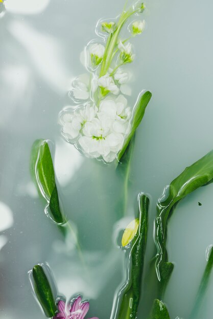 Delicadas flores en el agua