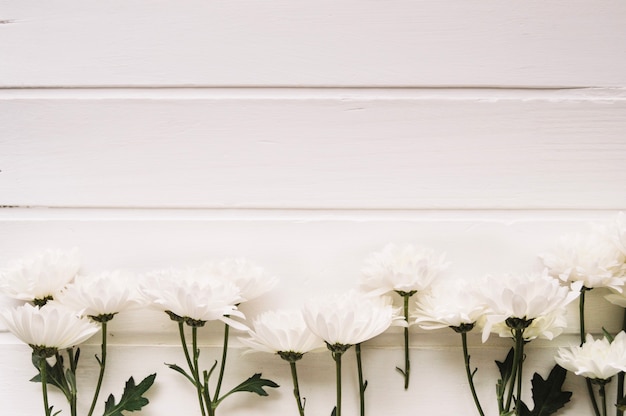 Delicadas flores blancas alineadas delante de un fondo blanco con espacio en la parte superior