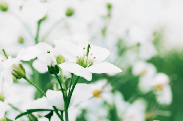 Delicadas flores frescas blancas