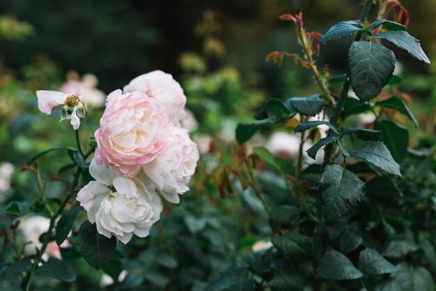 Delicadas flores rosas y blancas en jardín.