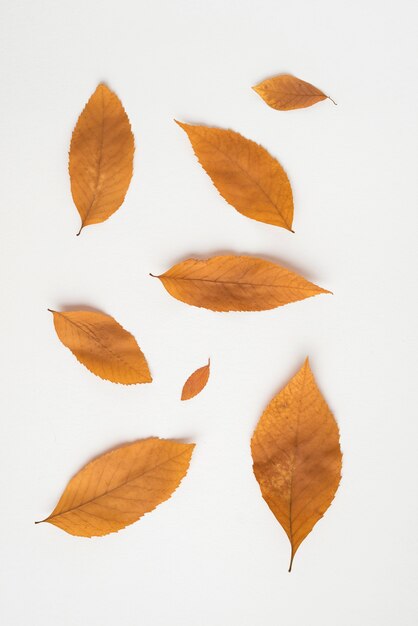 Delicadas hojas de otoño en blanco