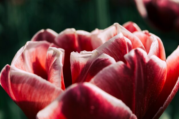 Delicados pétalos de una flor roja