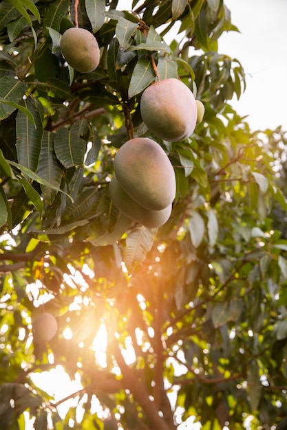 Foto gratuita deliciosa fruta de mango cruda en un árbol