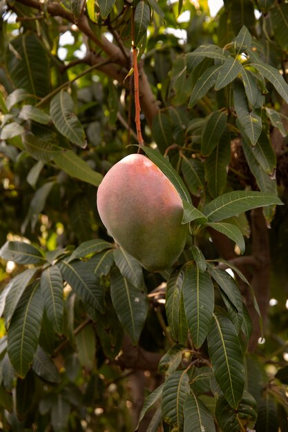 Deliciosa fruta de mango cruda en un árbol