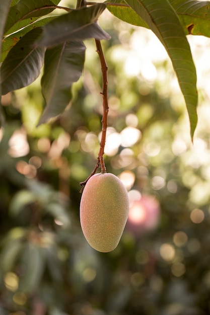 Deliciosa fruta de mango cruda en un árbol