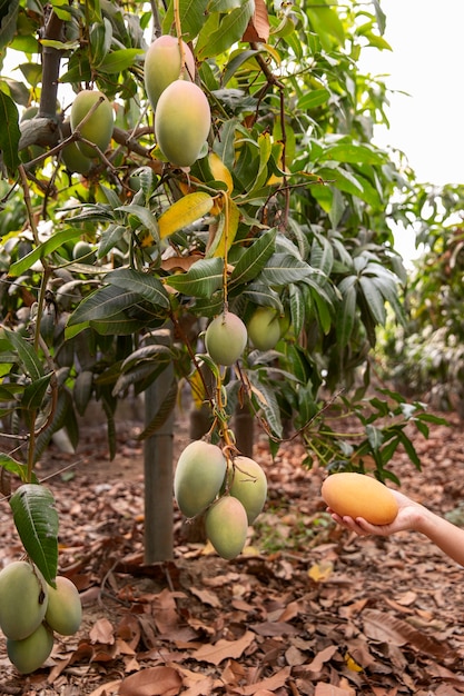 Deliciosa fruta de mango cruda en un árbol