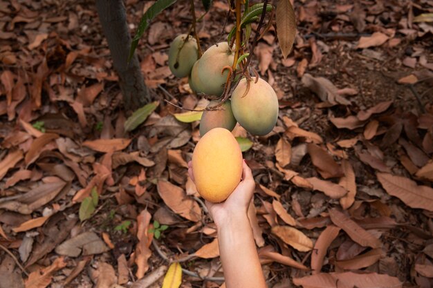 Deliciosa fruta de mango cruda en un árbol