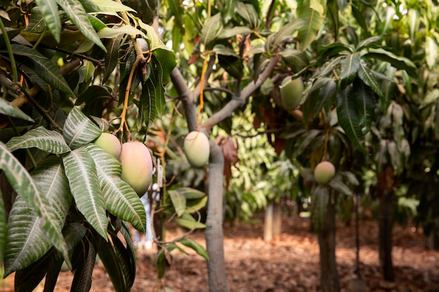 Foto gratuita deliciosa fruta de mango cruda en un árbol