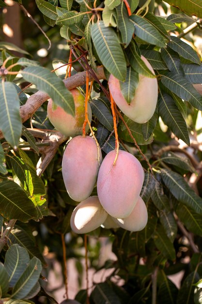 Deliciosa fruta de mango cruda en un árbol