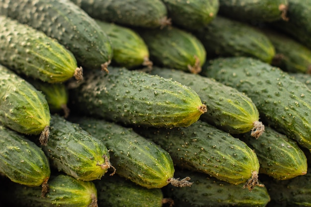 Deliciosos pepinos en el mercado.