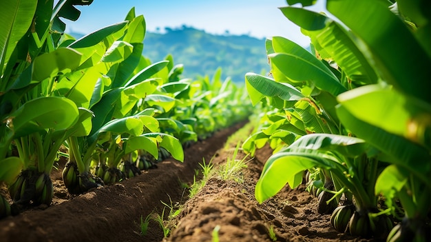 Deliciosos plátanos en la naturaleza