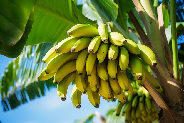 Deliciosos plátanos en la naturaleza