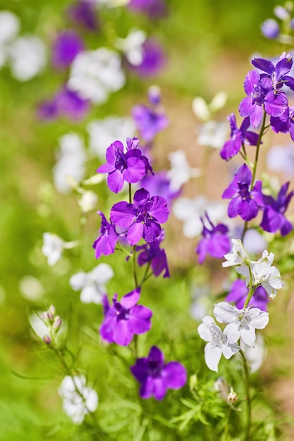 DelphiniumCandle Delphiniummuchas hermosas flores moradas y azules que florecen en el jardín