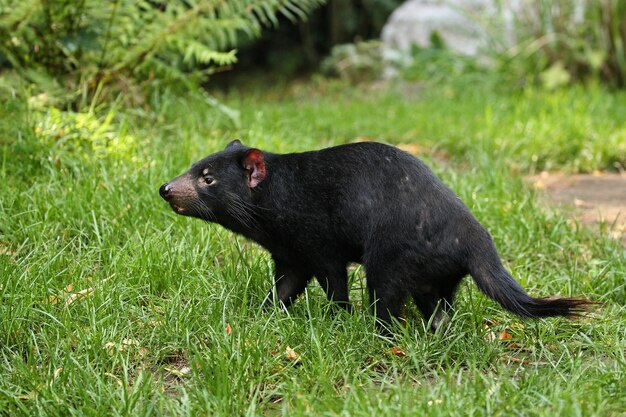 Demonio de Tasmania. Sarcophilus harrisii