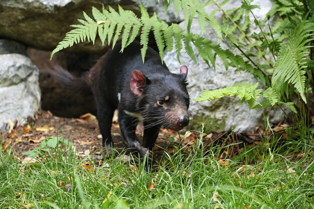 Demonio de Tasmania. Sarcophilus harrisii