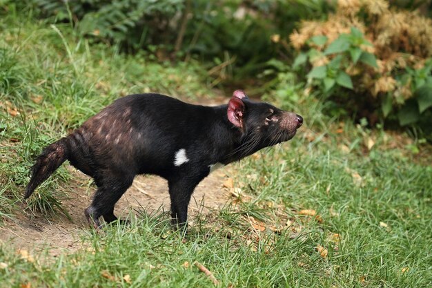 Demonio de Tasmania. Sarcophilus harrisii