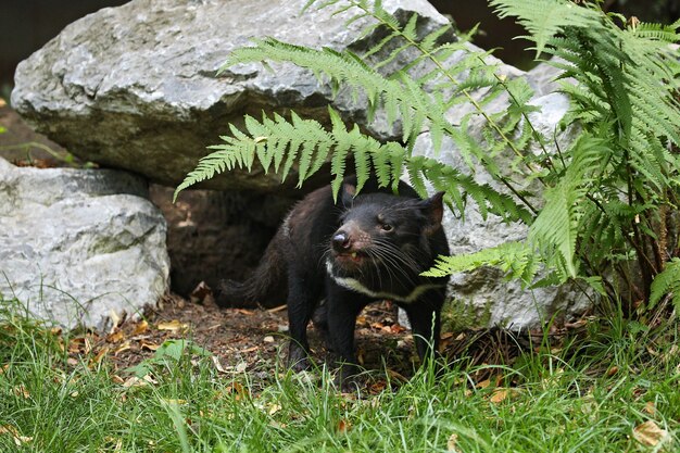 Demonio de Tasmania. Sarcophilus harrisii