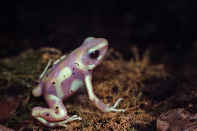 Dendrobates auratus albino primer plano Dardo rana Dendrobates auratus albino