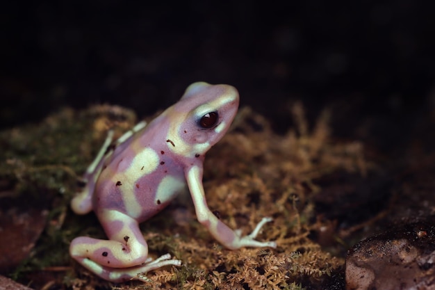 Dendrobates auratus albino primer plano Dardo rana Dendrobates auratus albino