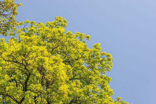 Densas hojas verdes en la parte superior del árbol con el cielo