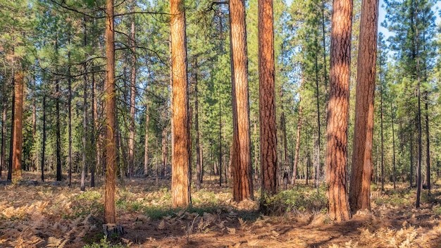 Foto gratuita denso bosque de abetos y abetos durante un día soleado