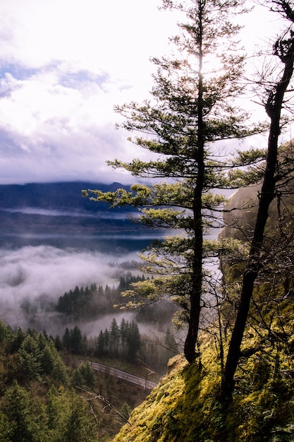 Foto gratuita densos árboles forestales sin hojas