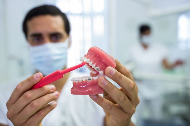 Dentista que limpia el modelo de la mandíbula dental con un cepillo de dientes