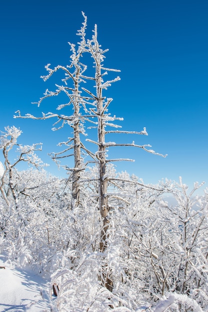 Foto gratuita deogyusan en invierno, corea